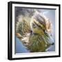 USA, Washington State, Seabeck. Mallard Duck Chick Close-up-Don Paulson-Framed Photographic Print