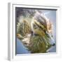 USA, Washington State, Seabeck. Mallard Duck Chick Close-up-Don Paulson-Framed Photographic Print