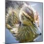 USA, Washington State, Seabeck. Mallard Duck Chick Close-up-Don Paulson-Mounted Photographic Print