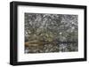 USA, Washington State, Seabeck, Misery Point Preserve. Forest reflections in lagoon.-Jaynes Gallery-Framed Photographic Print