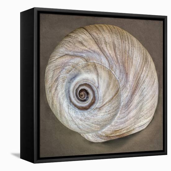 USA, Washington State, Seabeck. Moon snail shell close-up.-Jaynes Gallery-Framed Stretched Canvas
