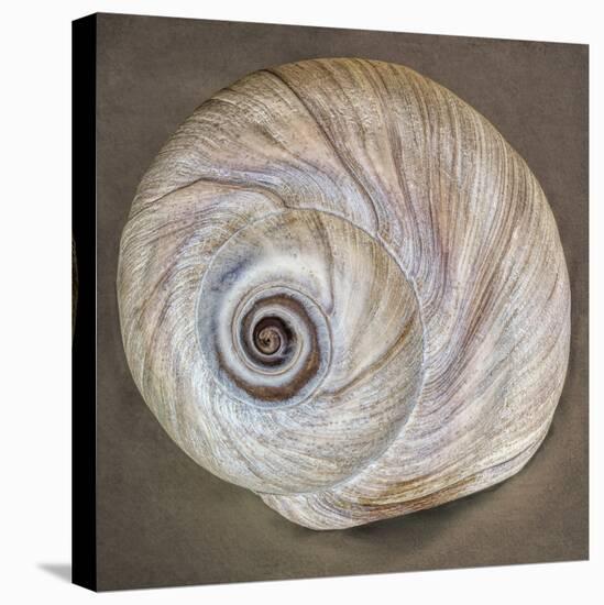 USA, Washington State, Seabeck. Moon snail shell close-up.-Jaynes Gallery-Stretched Canvas