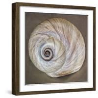 USA, Washington State, Seabeck. Moon snail shell close-up.-Jaynes Gallery-Framed Photographic Print