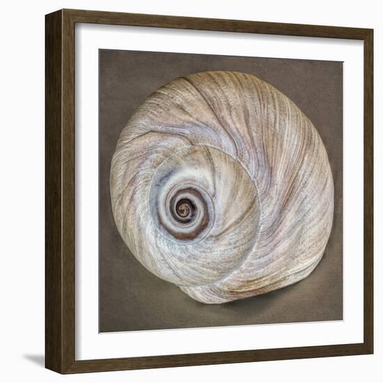 USA, Washington State, Seabeck. Moon snail shell close-up.-Jaynes Gallery-Framed Photographic Print