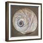 USA, Washington State, Seabeck. Moon snail shell close-up.-Jaynes Gallery-Framed Photographic Print