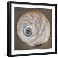USA, Washington State, Seabeck. Moon snail shell close-up.-Jaynes Gallery-Framed Photographic Print