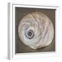 USA, Washington State, Seabeck. Moon snail shell close-up.-Jaynes Gallery-Framed Photographic Print