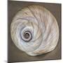 USA, Washington State, Seabeck. Moon snail shell close-up.-Jaynes Gallery-Mounted Photographic Print