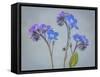 USA, Washington State, Seabeck of forget-me-not flowers.-Jaynes Gallery-Framed Stretched Canvas