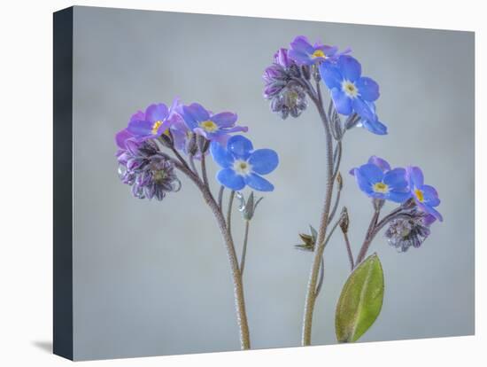 USA, Washington State, Seabeck of forget-me-not flowers.-Jaynes Gallery-Stretched Canvas