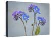 USA, Washington State, Seabeck of forget-me-not flowers.-Jaynes Gallery-Stretched Canvas
