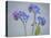 USA, Washington State, Seabeck of forget-me-not flowers.-Jaynes Gallery-Stretched Canvas