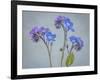 USA, Washington State, Seabeck of forget-me-not flowers.-Jaynes Gallery-Framed Photographic Print