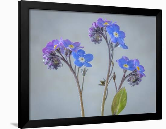 USA, Washington State, Seabeck of forget-me-not flowers.-Jaynes Gallery-Framed Photographic Print