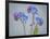 USA, Washington State, Seabeck of forget-me-not flowers.-Jaynes Gallery-Framed Photographic Print