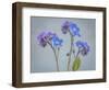 USA, Washington State, Seabeck of forget-me-not flowers.-Jaynes Gallery-Framed Photographic Print