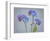 USA, Washington State, Seabeck of forget-me-not flowers.-Jaynes Gallery-Framed Photographic Print