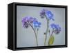 USA, Washington State, Seabeck of forget-me-not flowers.-Jaynes Gallery-Framed Stretched Canvas