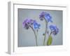 USA, Washington State, Seabeck of forget-me-not flowers.-Jaynes Gallery-Framed Photographic Print