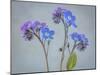 USA, Washington State, Seabeck of forget-me-not flowers.-Jaynes Gallery-Mounted Photographic Print