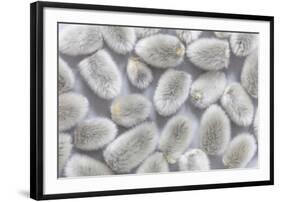 USA, Washington State, Seabeck of picked pussy willows.-Jaynes Gallery-Framed Photographic Print
