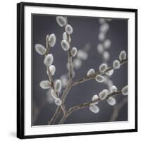 USA, Washington State, Seabeck of pussy willows.-Jaynes Gallery-Framed Photographic Print