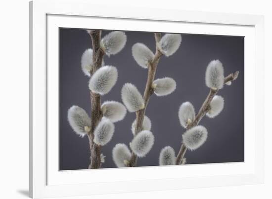 USA, Washington State, Seabeck of pussy willows.-Jaynes Gallery-Framed Photographic Print