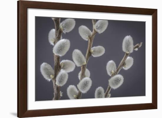 USA, Washington State, Seabeck of pussy willows.-Jaynes Gallery-Framed Photographic Print