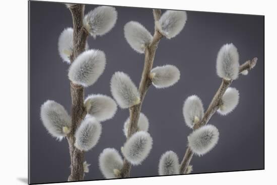 USA, Washington State, Seabeck of pussy willows.-Jaynes Gallery-Mounted Photographic Print