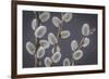 USA, Washington State, Seabeck of pussy willows.-Jaynes Gallery-Framed Premium Photographic Print