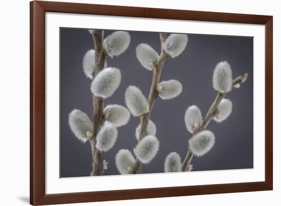 USA, Washington State, Seabeck of pussy willows.-Jaynes Gallery-Framed Premium Photographic Print