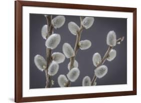 USA, Washington State, Seabeck of pussy willows.-Jaynes Gallery-Framed Premium Photographic Print