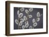 USA, Washington State, Seabeck of pussy willows.-Jaynes Gallery-Framed Photographic Print