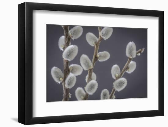 USA, Washington State, Seabeck of pussy willows.-Jaynes Gallery-Framed Photographic Print