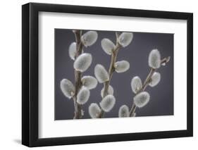 USA, Washington State, Seabeck of pussy willows.-Jaynes Gallery-Framed Photographic Print