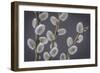 USA, Washington State, Seabeck of pussy willows.-Jaynes Gallery-Framed Photographic Print