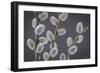 USA, Washington State, Seabeck of pussy willows.-Jaynes Gallery-Framed Photographic Print