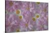 USA, Washington State, Seabeck. Ornamental cherry blossoms and Santa Barbara daisies.-Jaynes Gallery-Stretched Canvas