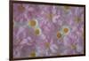 USA, Washington State, Seabeck. Ornamental cherry blossoms and Santa Barbara daisies.-Jaynes Gallery-Framed Photographic Print