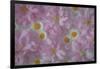 USA, Washington State, Seabeck. Ornamental cherry blossoms and Santa Barbara daisies.-Jaynes Gallery-Framed Photographic Print