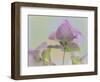 USA, Washington State, Seabeck. Ornamental oregano flower close-up.-Jaynes Gallery-Framed Photographic Print