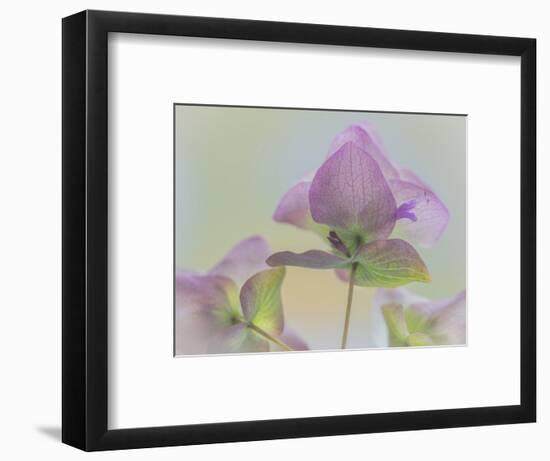 USA, Washington State, Seabeck. Ornamental oregano flower close-up.-Jaynes Gallery-Framed Photographic Print