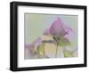 USA, Washington State, Seabeck. Ornamental oregano flower close-up.-Jaynes Gallery-Framed Photographic Print