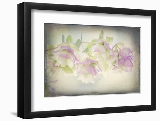 USA, Washington State, Seabeck. Ornamental oregano flowers.-Jaynes Gallery-Framed Photographic Print