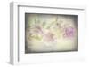 USA, Washington State, Seabeck. Ornamental oregano flowers.-Jaynes Gallery-Framed Photographic Print