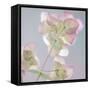 USA, Washington State, Seabeck. Ornamental oregano plant.-Jaynes Gallery-Framed Stretched Canvas