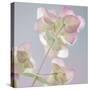 USA, Washington State, Seabeck. Ornamental oregano plant.-Jaynes Gallery-Stretched Canvas