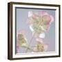 USA, Washington State, Seabeck. Ornamental oregano plant.-Jaynes Gallery-Framed Premium Photographic Print