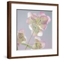 USA, Washington State, Seabeck. Ornamental oregano plant.-Jaynes Gallery-Framed Premium Photographic Print