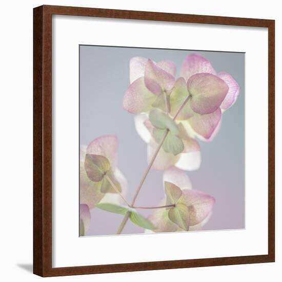 USA, Washington State, Seabeck. Ornamental oregano plant.-Jaynes Gallery-Framed Premium Photographic Print